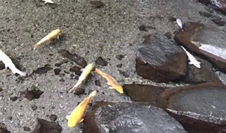 柳宗元的辞赋寓言特点有哪些？